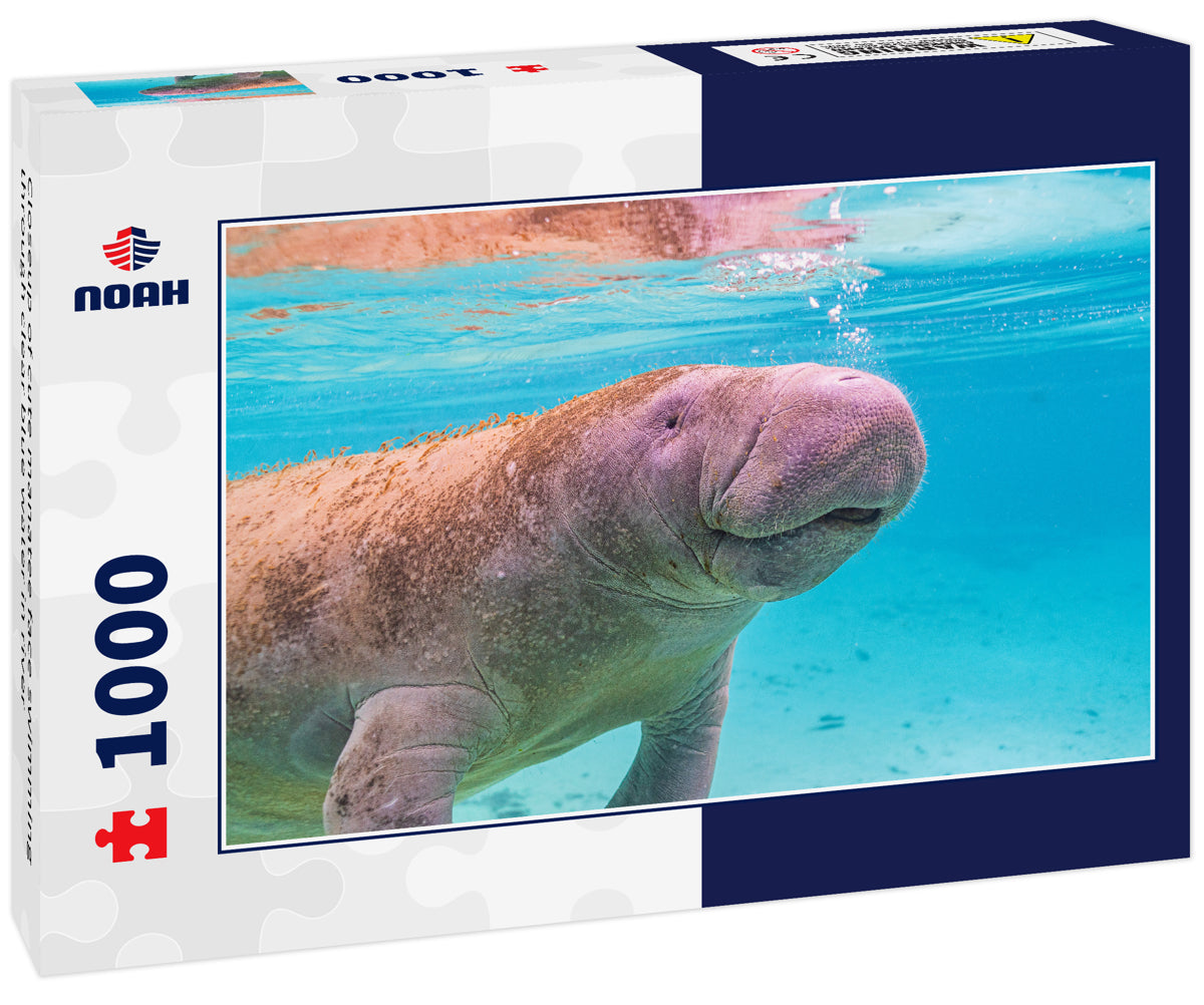 Closeup of cute manatee face swimming through clear blue water in river