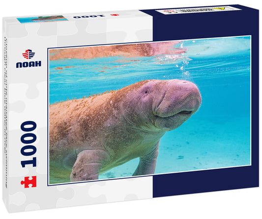 Closeup of cute manatee face swimming through clear blue water in river