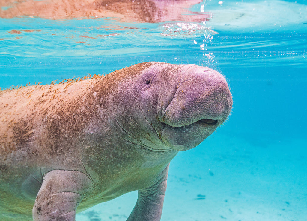 Closeup of cute manatee face swimming through clear blue water in river