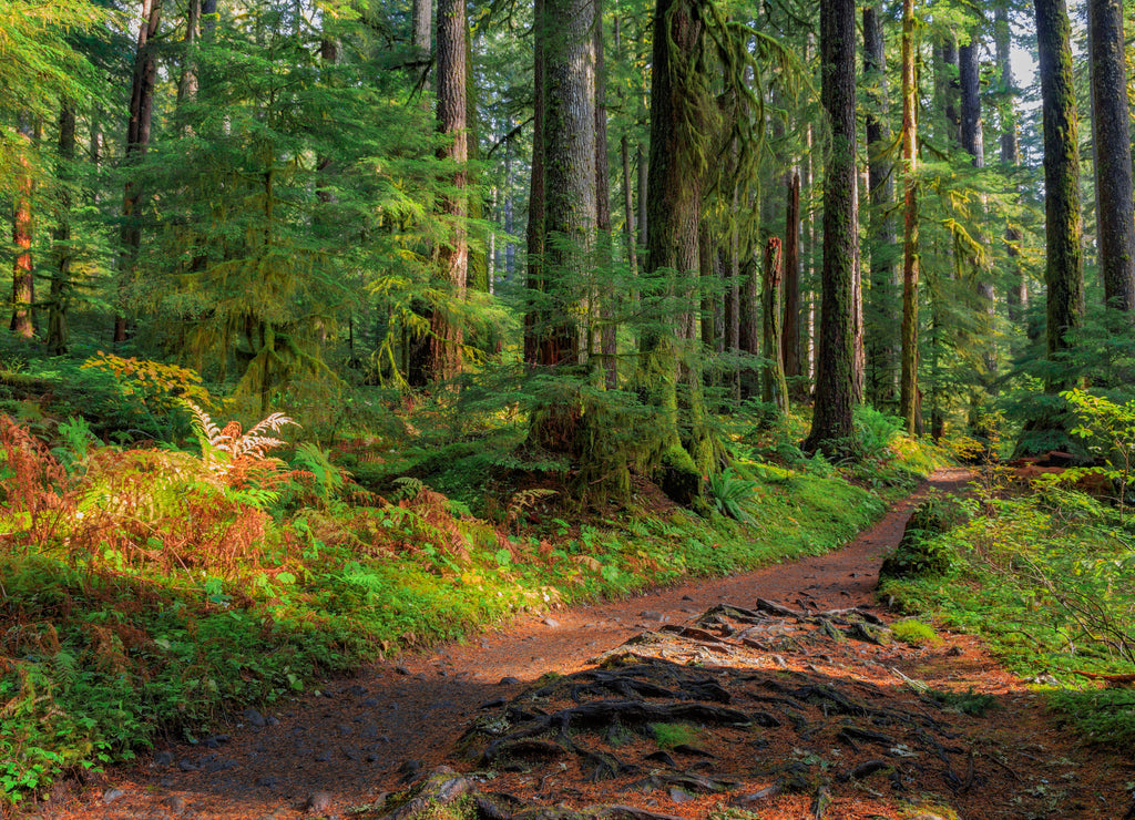 Rain Forest in Oregon