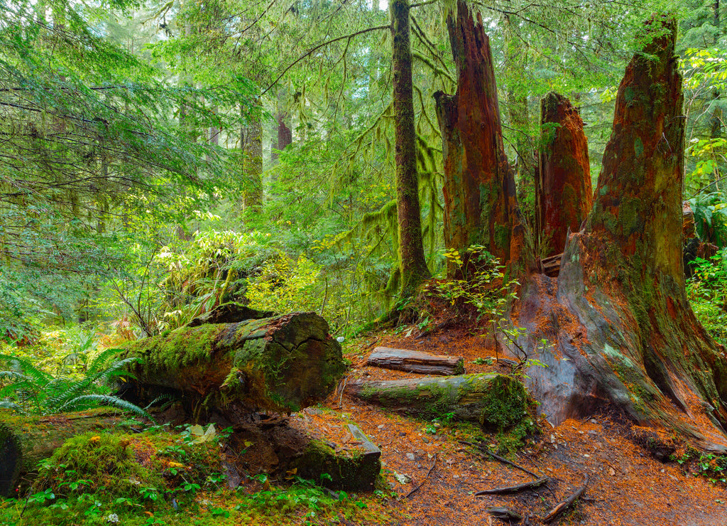 Rain Forest in Oregon