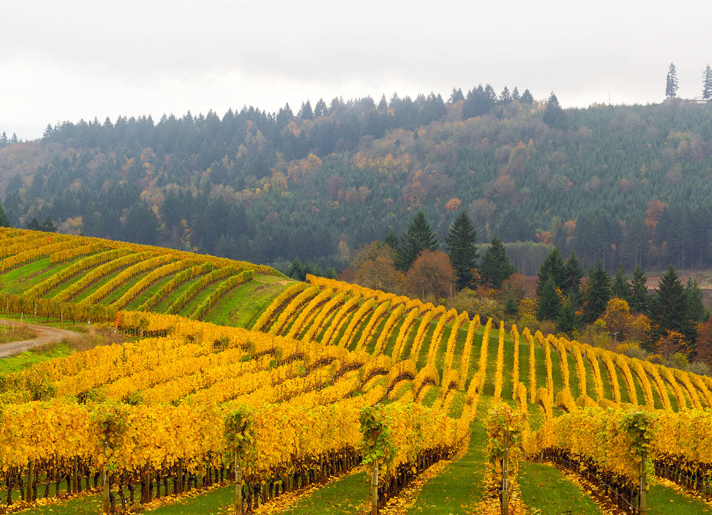 Dundee Oregon Vineyard