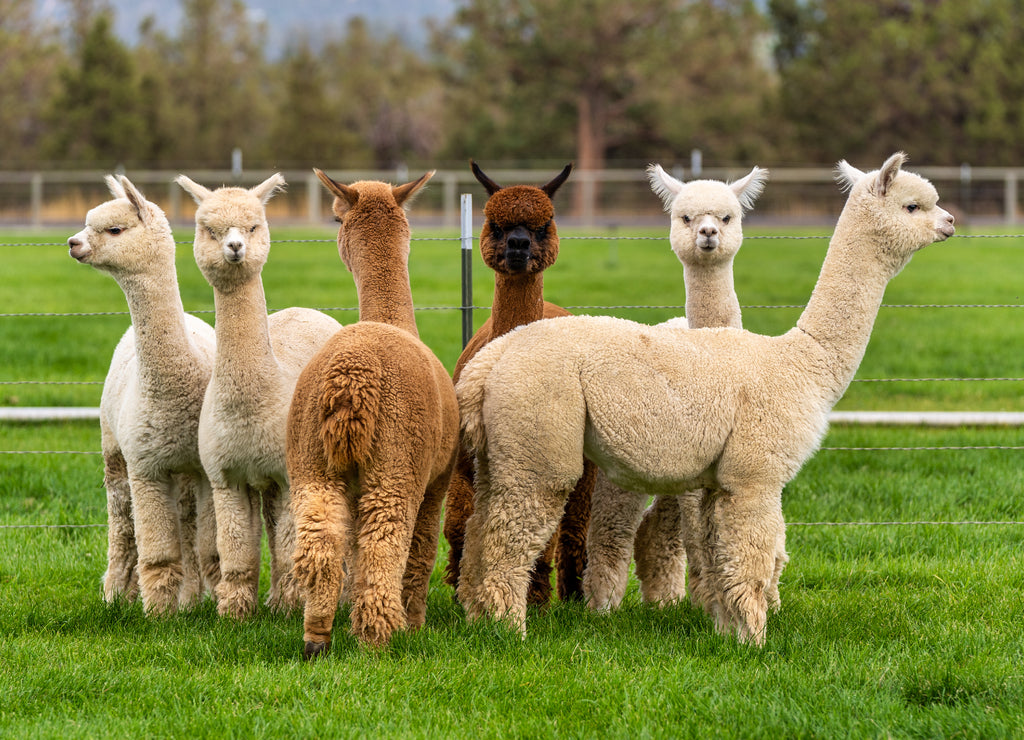 Alpacas on a farm in Oregon