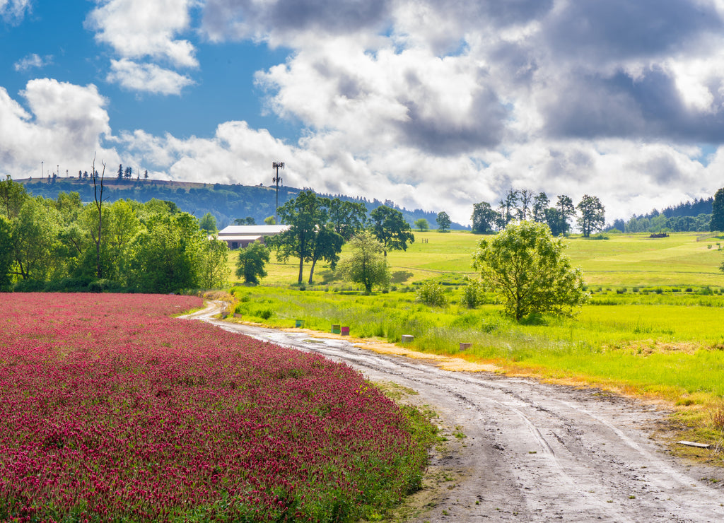 A field of Rd Clover (Trifolium pratense) near Jefferson Oregon. It is used in the treatment of many health maladies and diseases