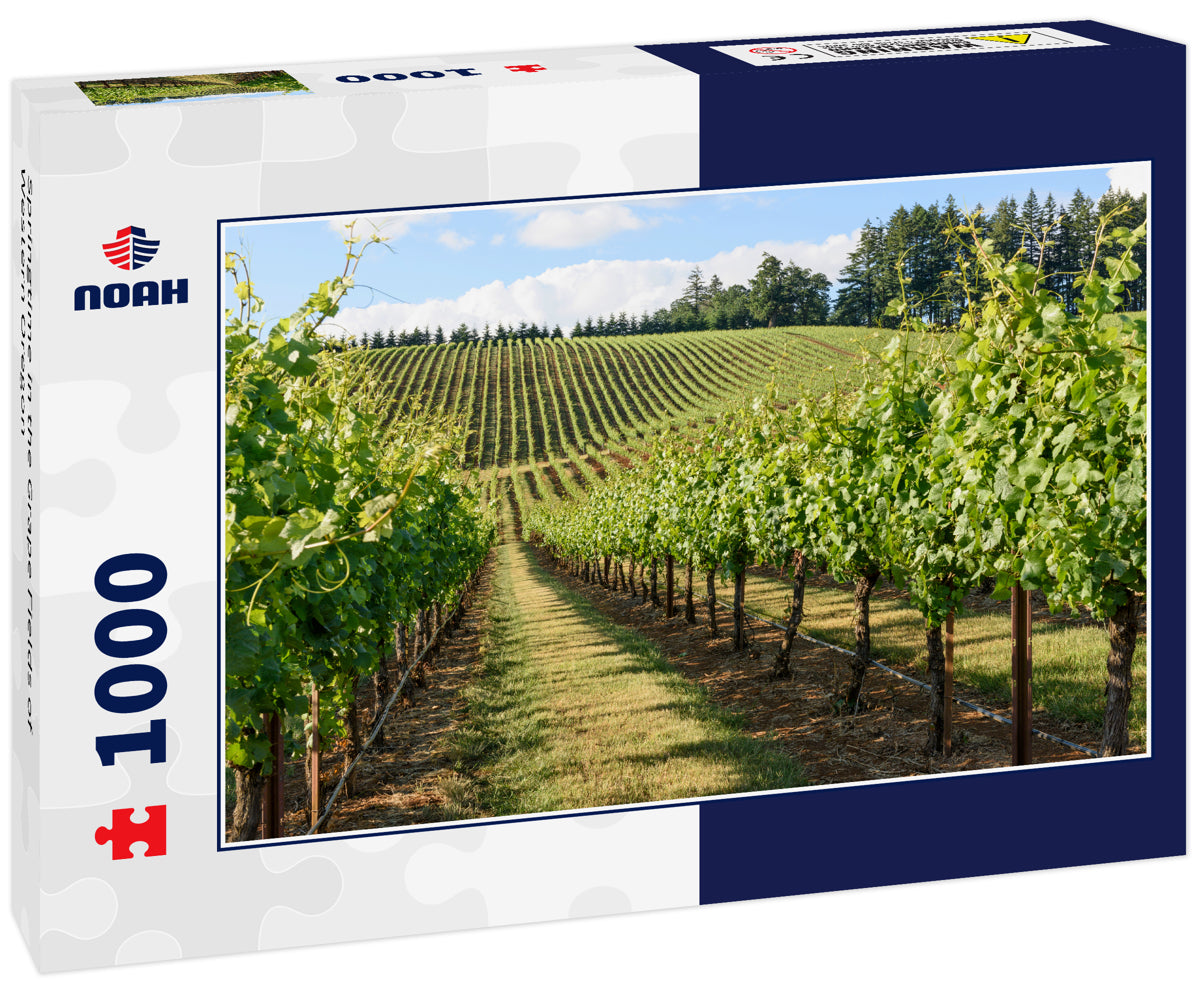 Springtime in the Grape Fields of Western Oregon