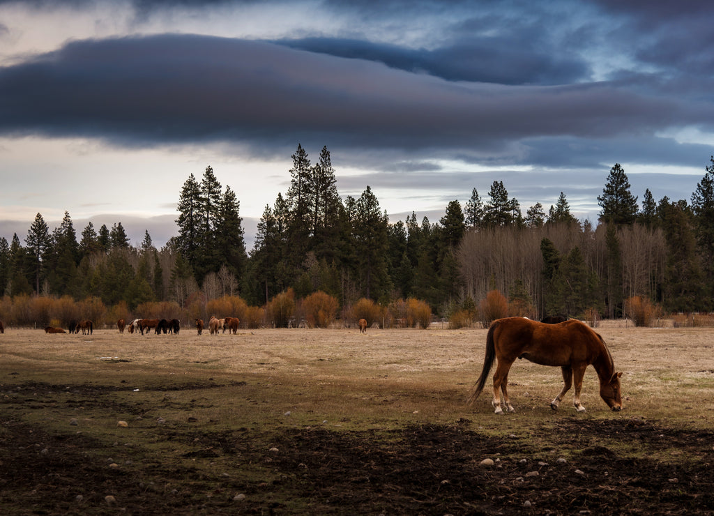 Timeless Oregon Country