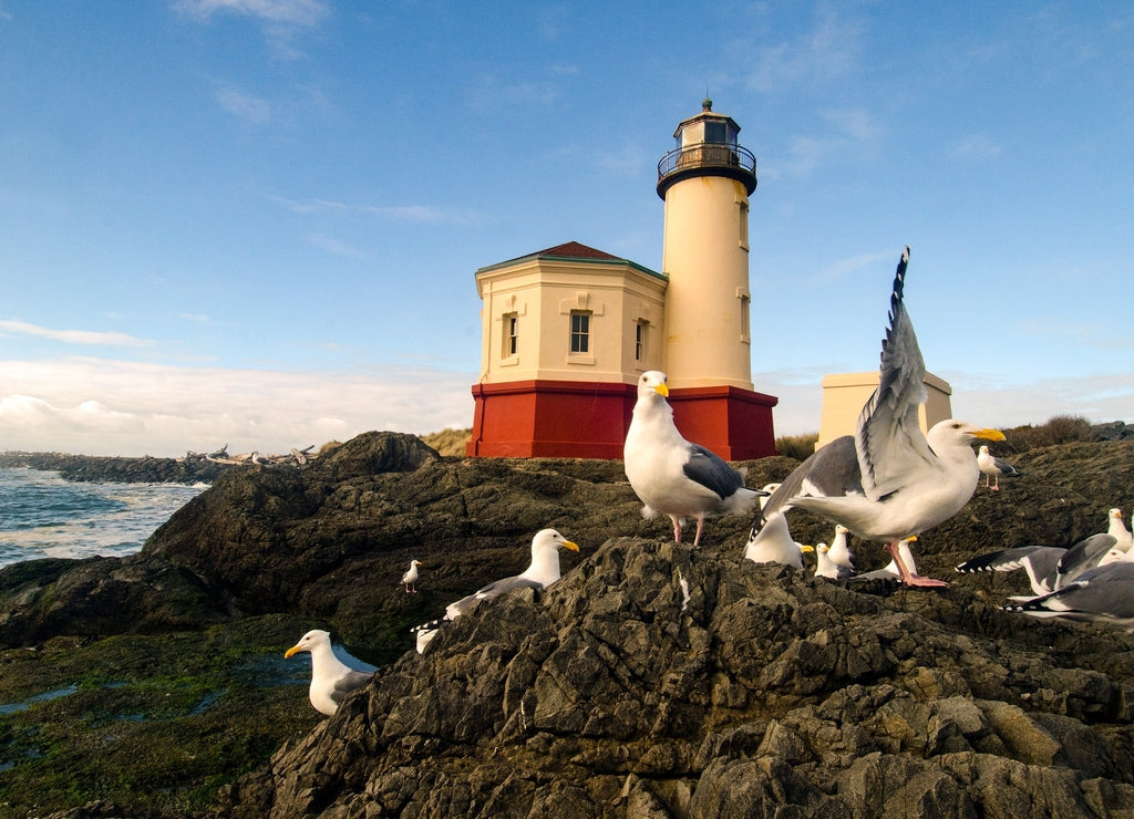 Gull lunch gathering at a lighthouse on the Oregon coast