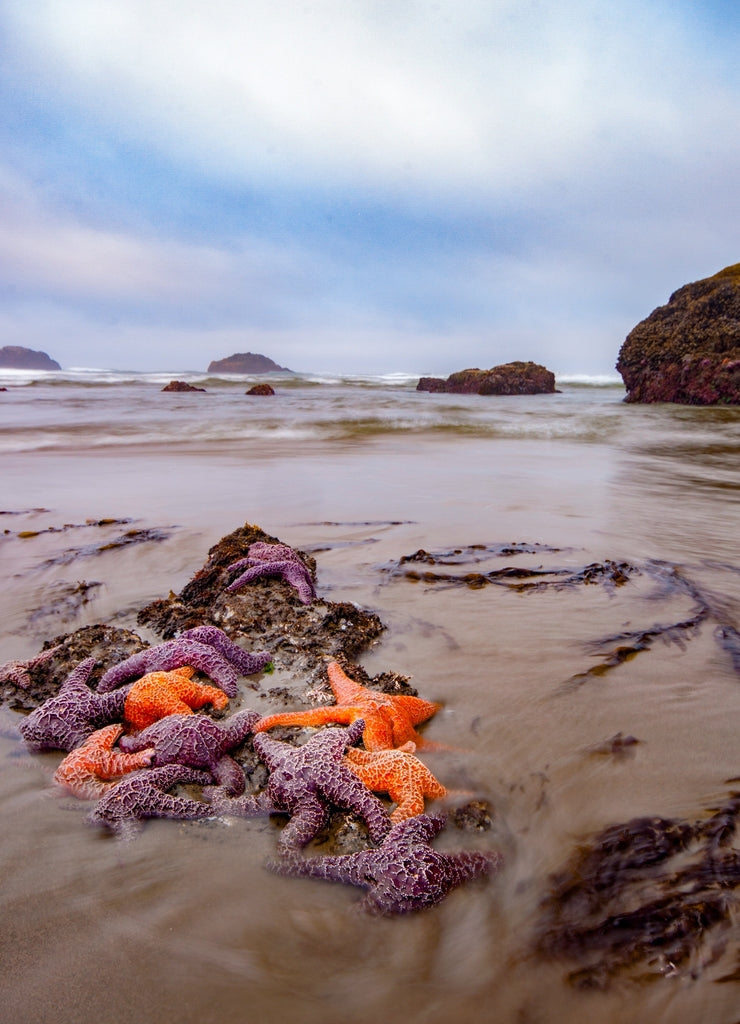 Colorful star fish exposed on the Oregon coast at extreme low tide