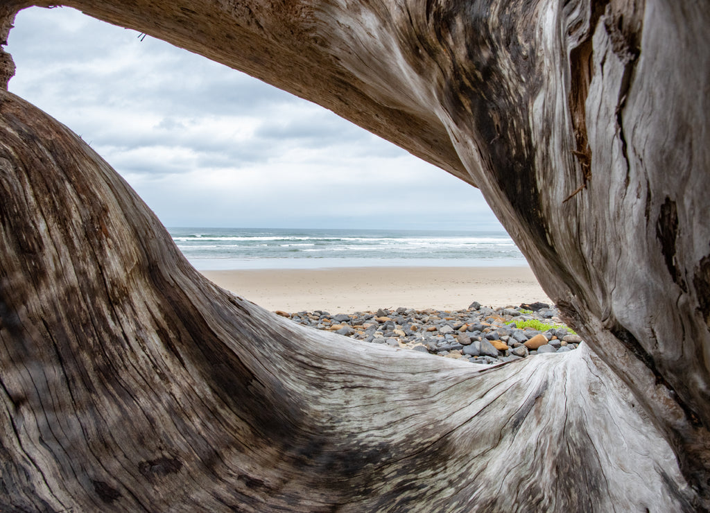 A view of the beach at the Oregon coast through the roots of a fallen tree like a window to the sea