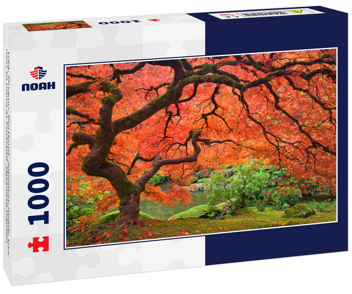 USA, Oregon, Portland. Japanese maple tree next to pond at Portland Japanese Garden