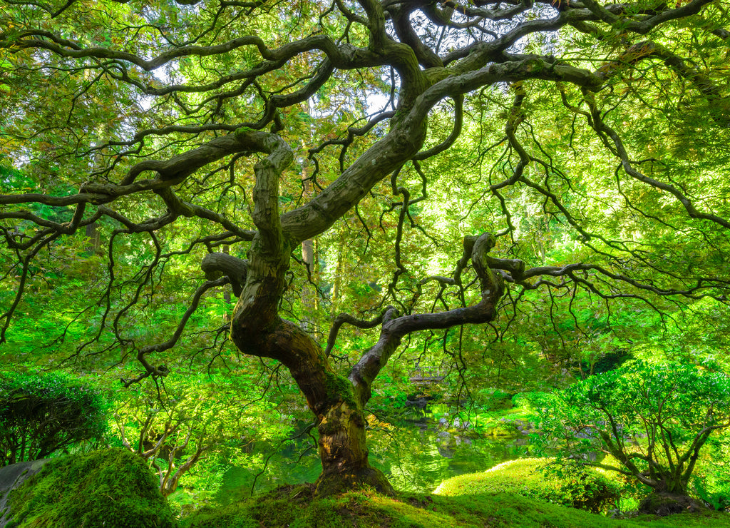 Lush green leaves and foliage at the Portland Japanese Gardens