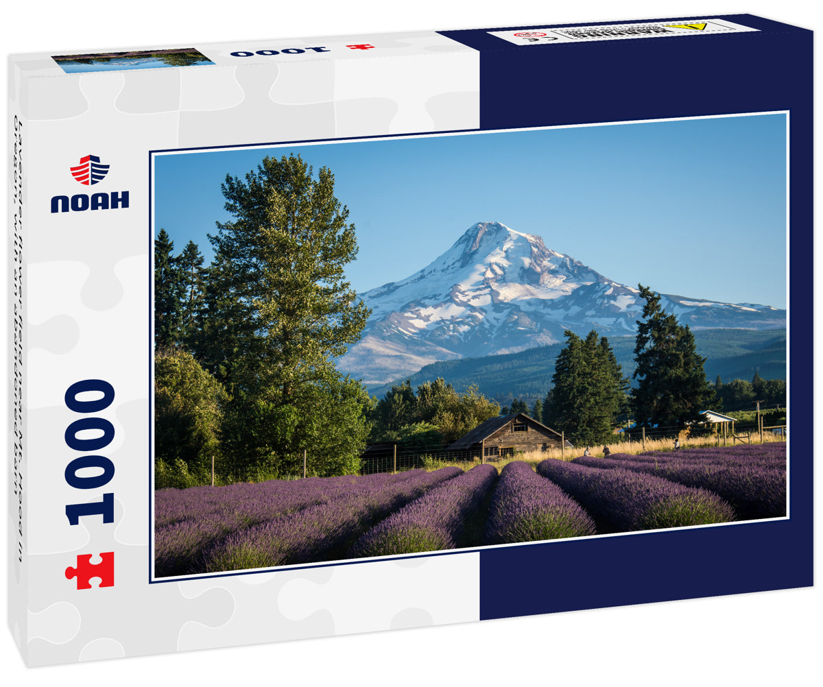 Lavender flower field near Mt. Hood in Oregon, with an abandoned barn