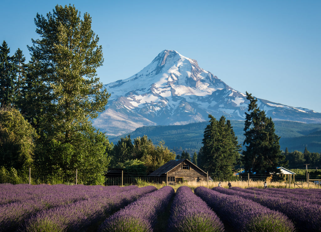 Lavender flower field near Mt. Hood in Oregon, with an abandoned barn