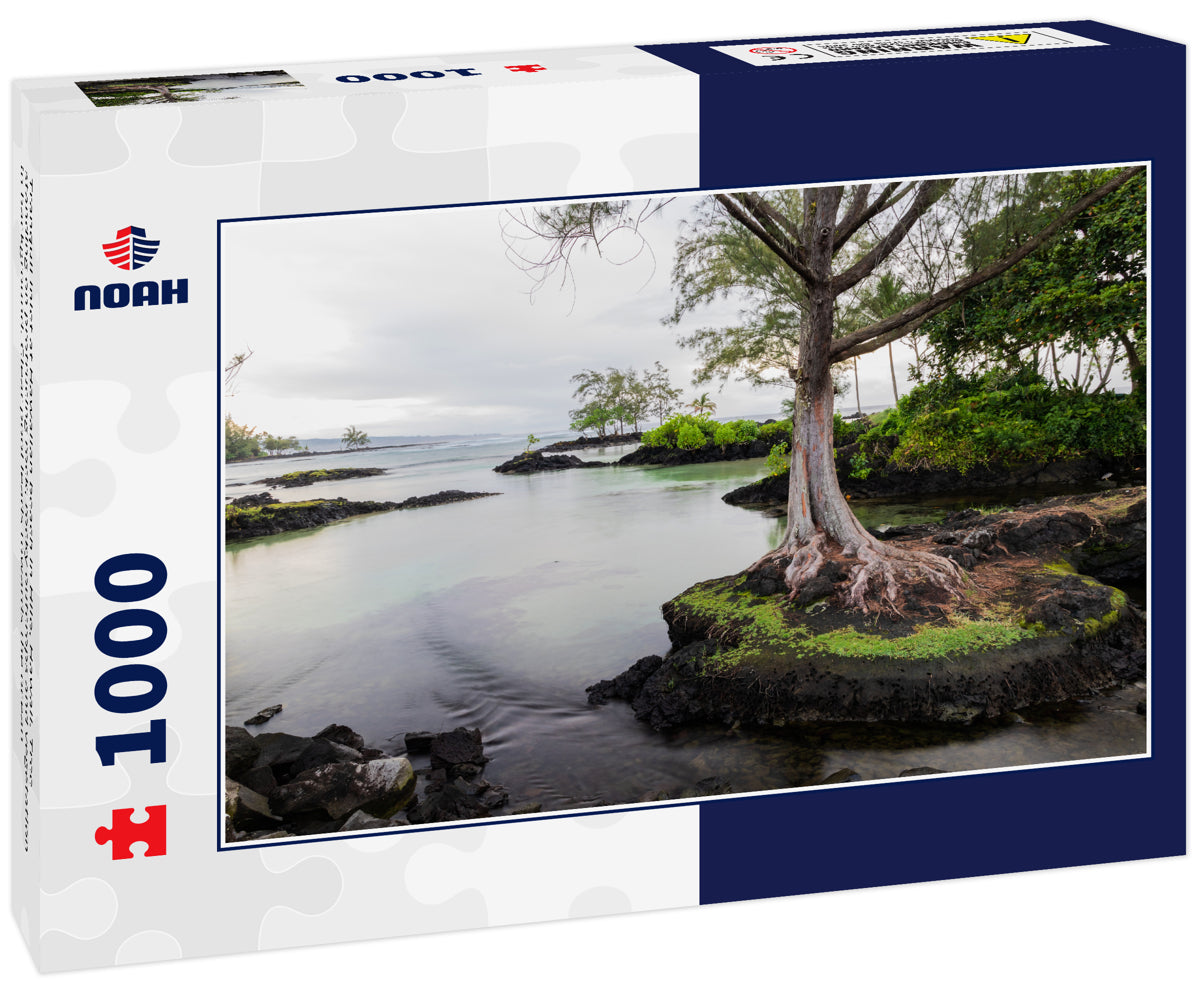 Tranquil inlet at Hawaiian beach in Hilo, Hawaii. Tree standing on protrucing rock; rocky outcrops and vegetation in background. Clear pool leads towards the ocean