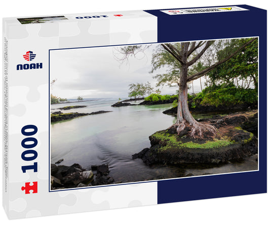 Tranquil inlet at Hawaiian beach in Hilo, Hawaii. Tree standing on protrucing rock; rocky outcrops and vegetation in background. Clear pool leads towards the ocean