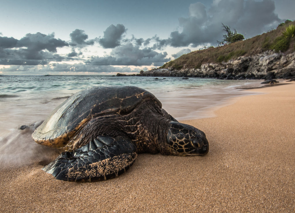 A Peacefully Resting Turtle at Sunset in Hawaii