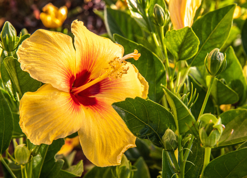 Beautiful Tropical Flowers in Hawaii