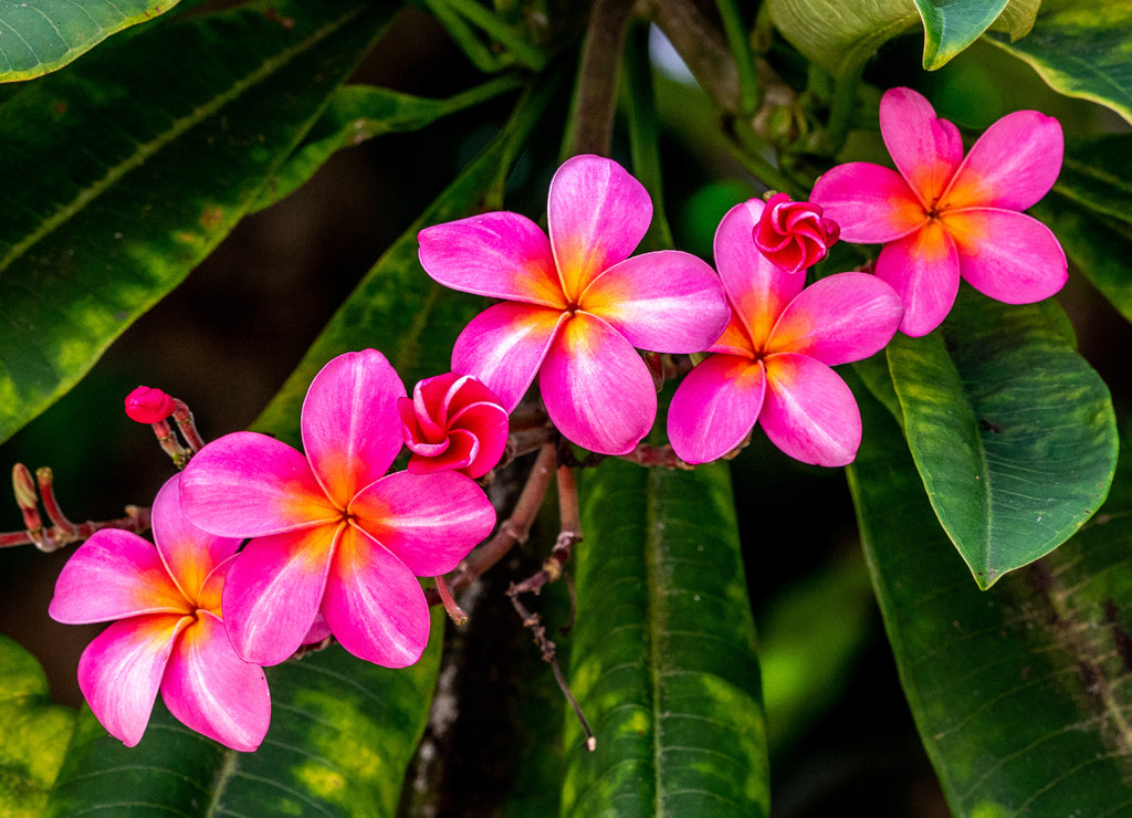 Beautiful Tropical Flowers in Hawaii