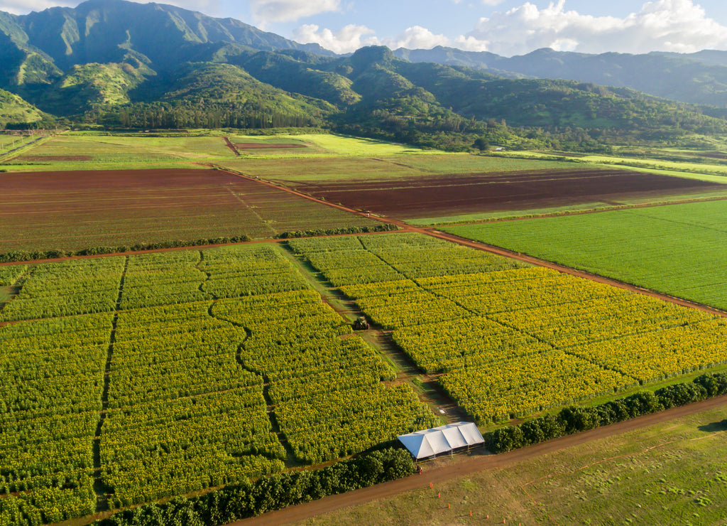 Aerial view of a Sunflower Farm on the north shore of Oahu Hawaii