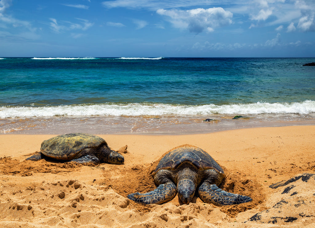 Close view of sea turtles resting on Laniakea beach on a sunny day, Oahu, Hawaii