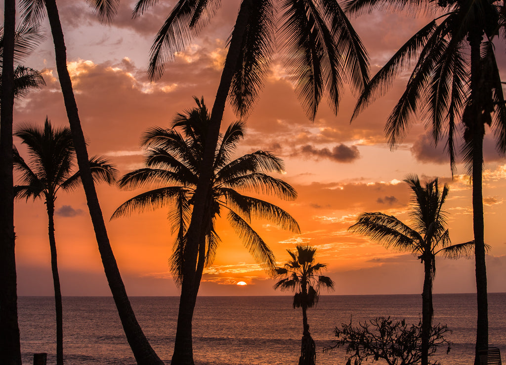 Sunset with palm trees at Papohaku beach on Molokai, Hawaii