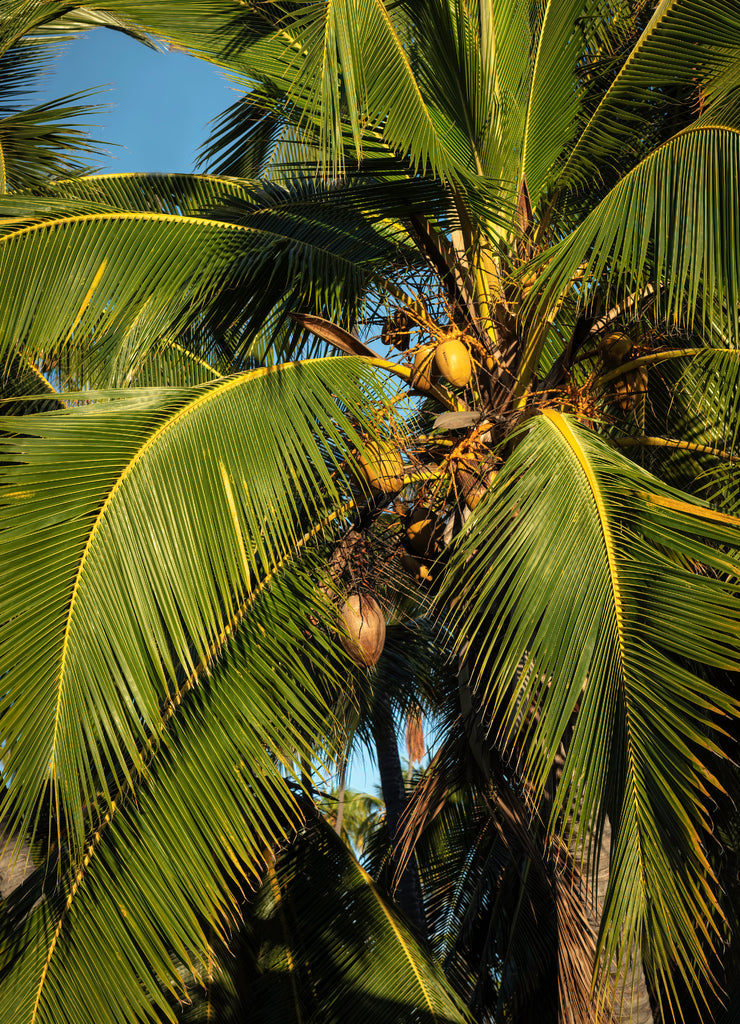 Close up of a palm tree and coconuts. Image taken in the Royal Kamehameha Coconut Palm Grove, Molokai, Hawaii