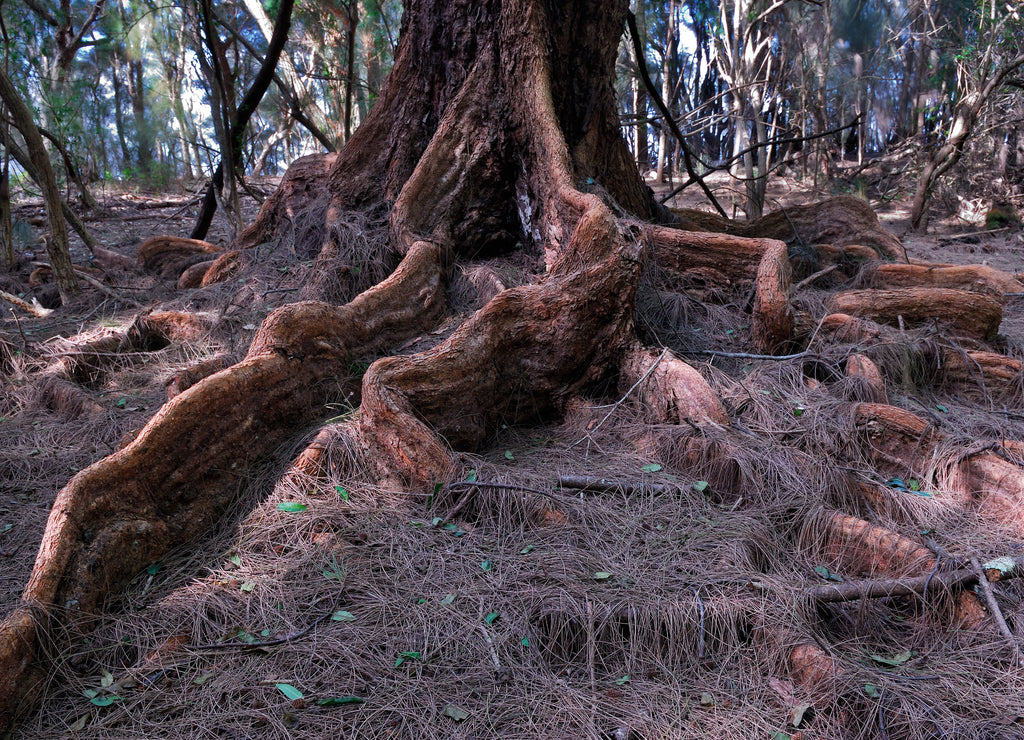 Banyan tree roots in a forest on Molokai Hawaii