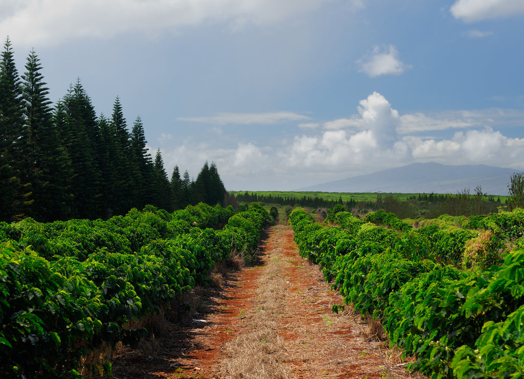 Upland view of rows of coffee plants in red soil of Molokai Hawaii