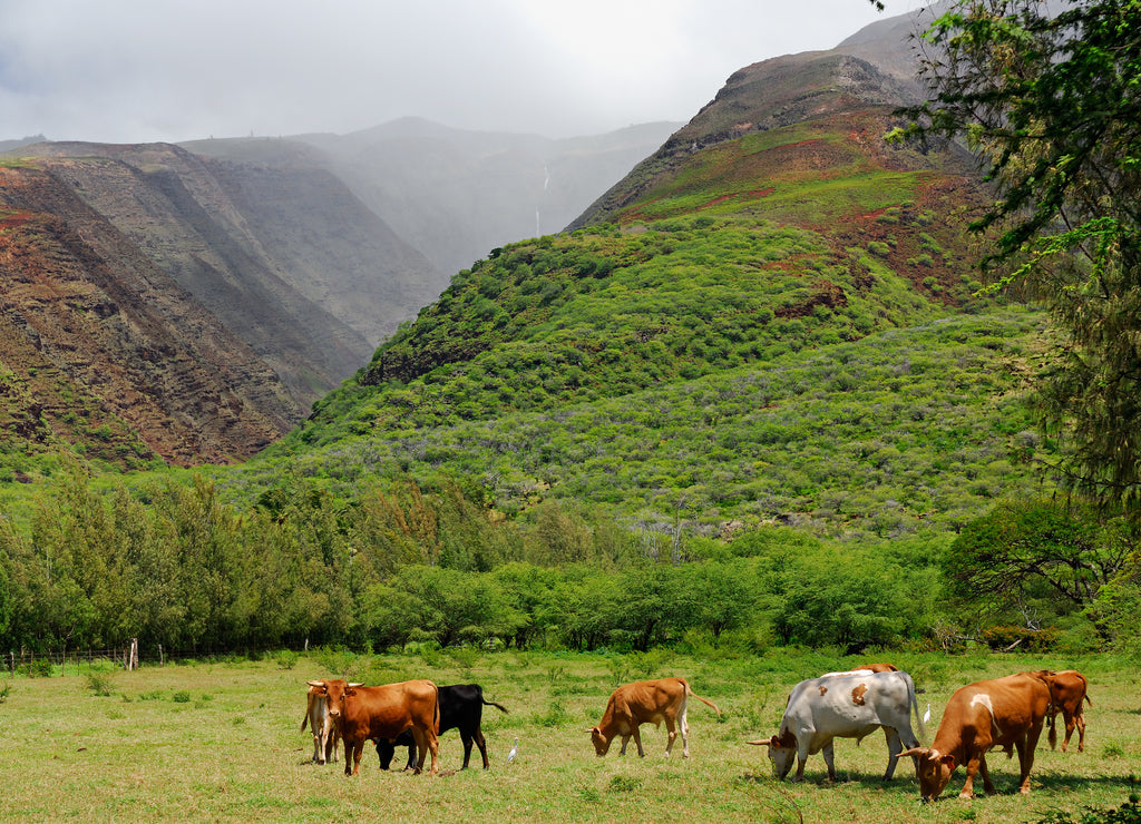 Cattle at Kamalo wharf with Kamalo Gulch on Molokai Hawaii