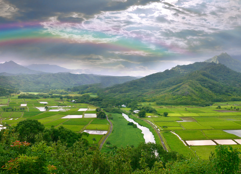Panorama of the Taro Fields in Kauai Hawaii