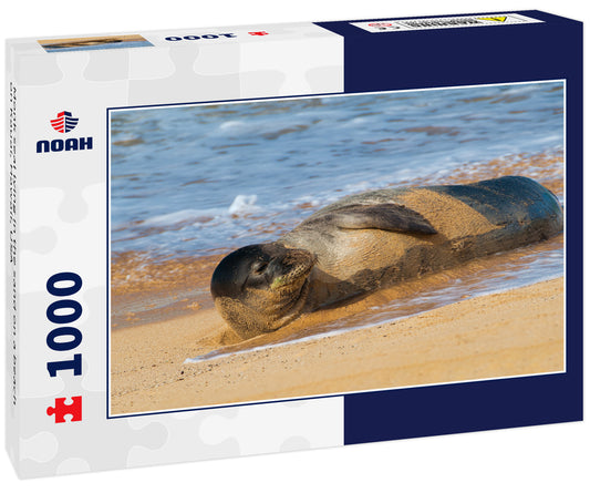 Monk seal lying in the sand on a beach on Kauai, Hawaii, USA