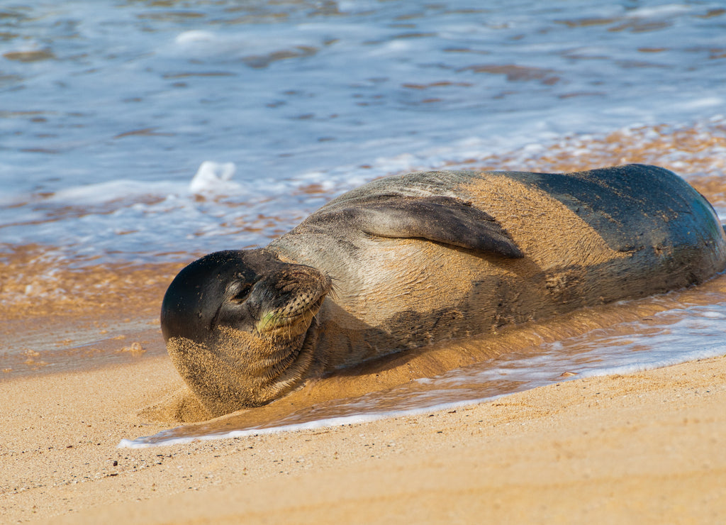 Monk seal lying in the sand on a beach on Kauai, Hawaii, USA