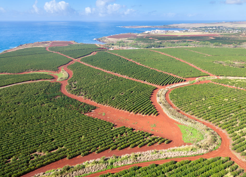 Coffee Plantations By The Coast, Kauai Hawaii