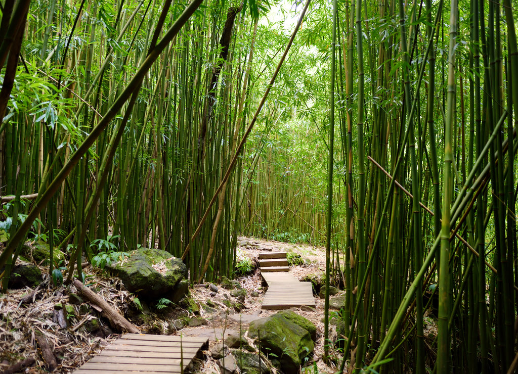 Path through dense bamboo forest, leading to famous Waimoku Falls. Popular Pipiwai trail in Haleakala National Park on Maui, Hawaii