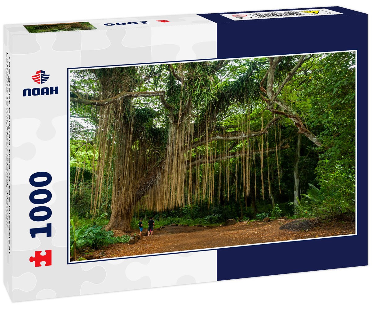 The giant banyan tree in the historical Lahaina town,Maui island, Hawaii