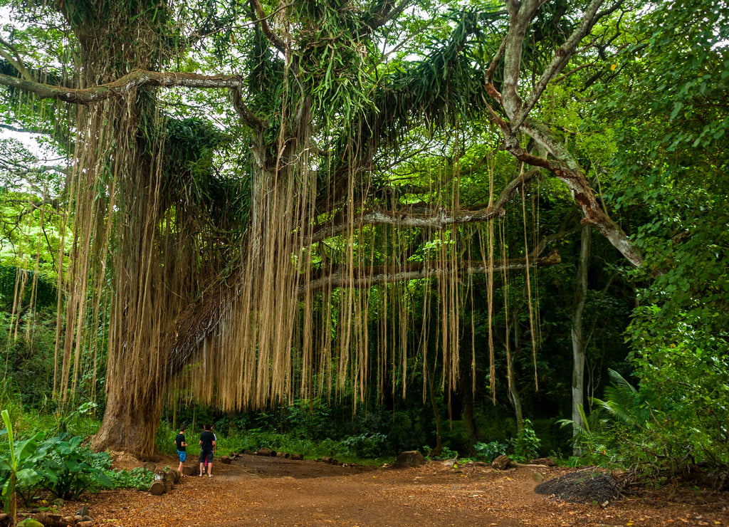 The giant banyan tree in the historical Lahaina town,Maui island, Hawaii