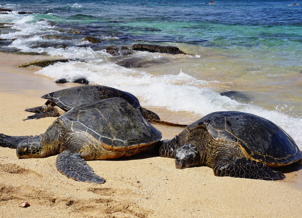 Honu giant Hawaiian green sea turtles in Hookipa Beach Park, on the North Shore of Maui, Hawaii