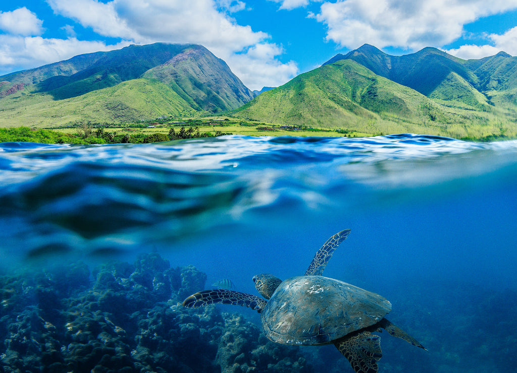 Hawaiian sea turtle