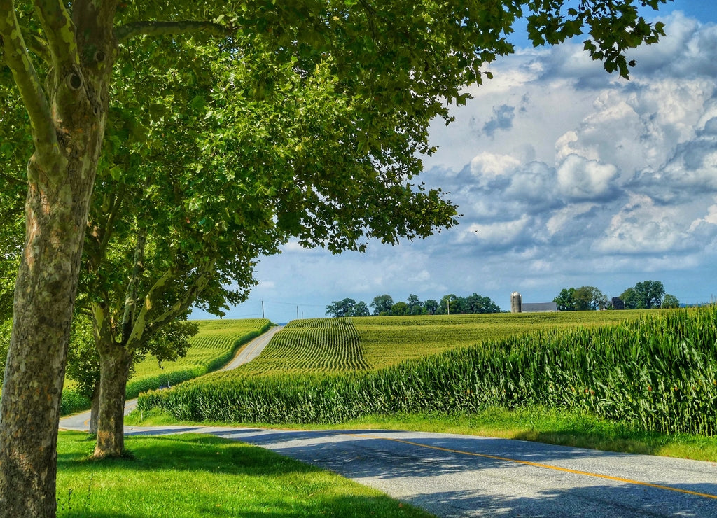 Corn field Pennsylvania road