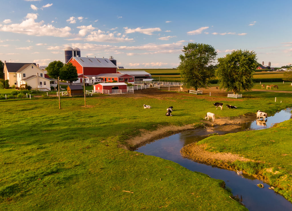 Cattle grazing in front of traditional American farm, Pennsylvania countryside from the air