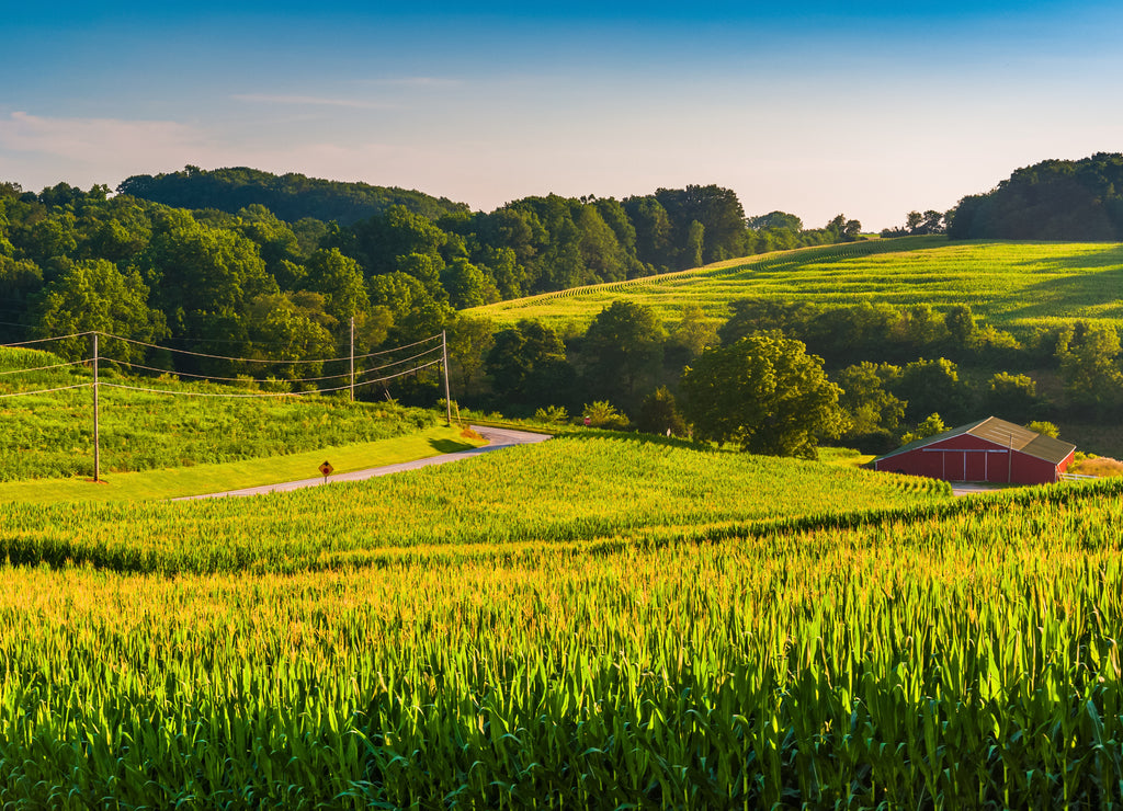 View of cornfields and a barn in rural York County, Pennsylvania