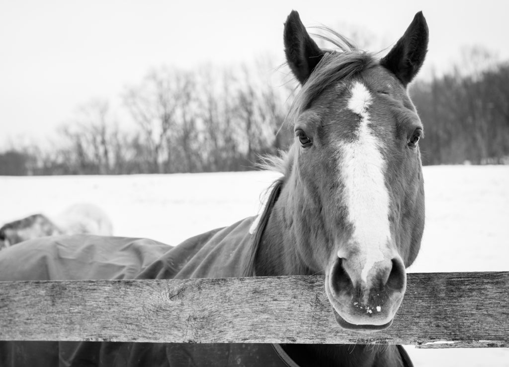 A horse, seen on a winter day, near Jefferson, Pennsylvania