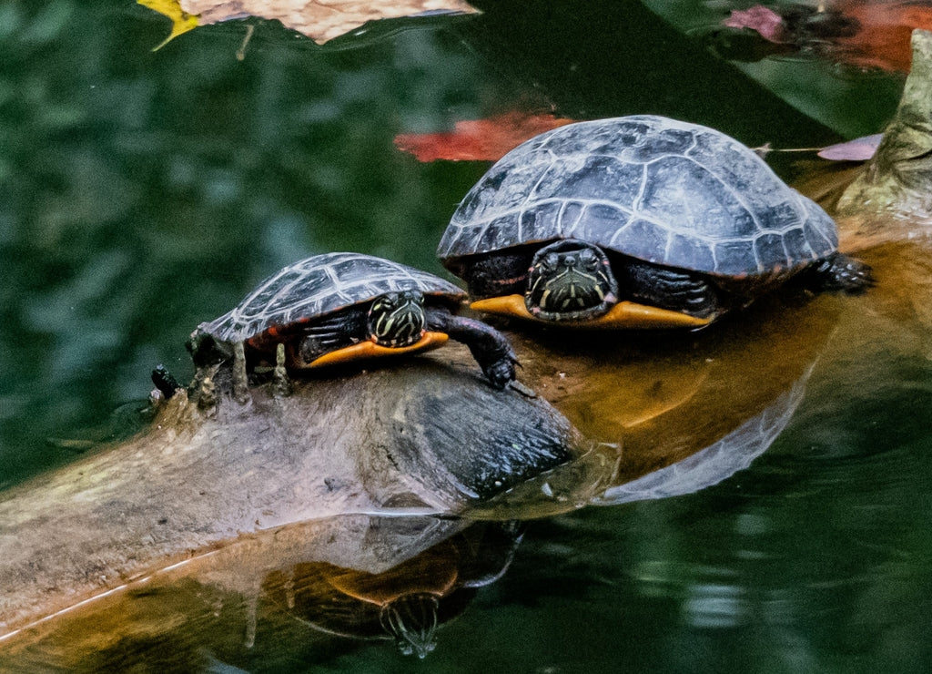 Falling Leaves and Turtles, Richard M Nixon County Park, York County, Pennsylvania, USA