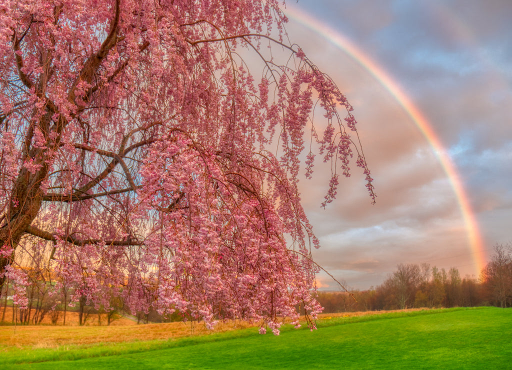 Stunning rainbow behind a pink tree at a grassy field in Venango, Pennsylvania