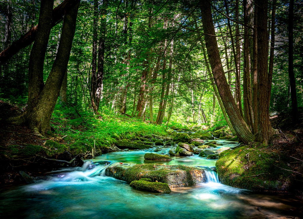 Beautiful Mountain Stream Flowing Through the Northern Pennsylvania Hemlock Forest