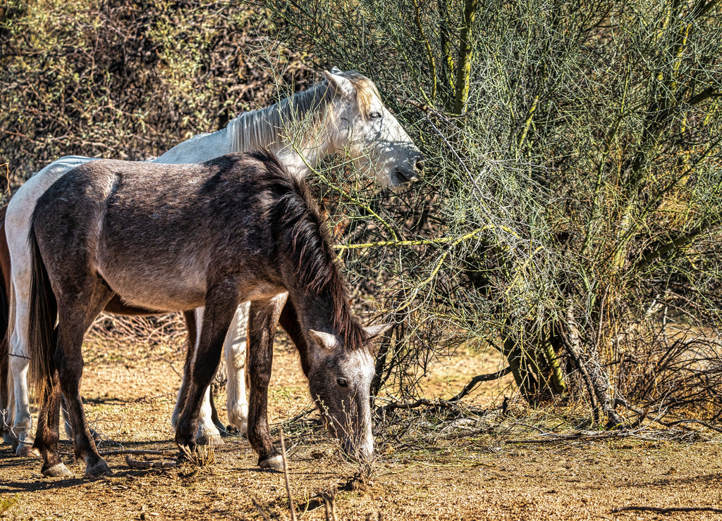 Salt River wild horses in the desert near Phoenix, Arizona