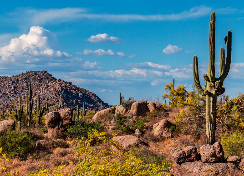 Classic Arizona Desert Landscape In The Spring