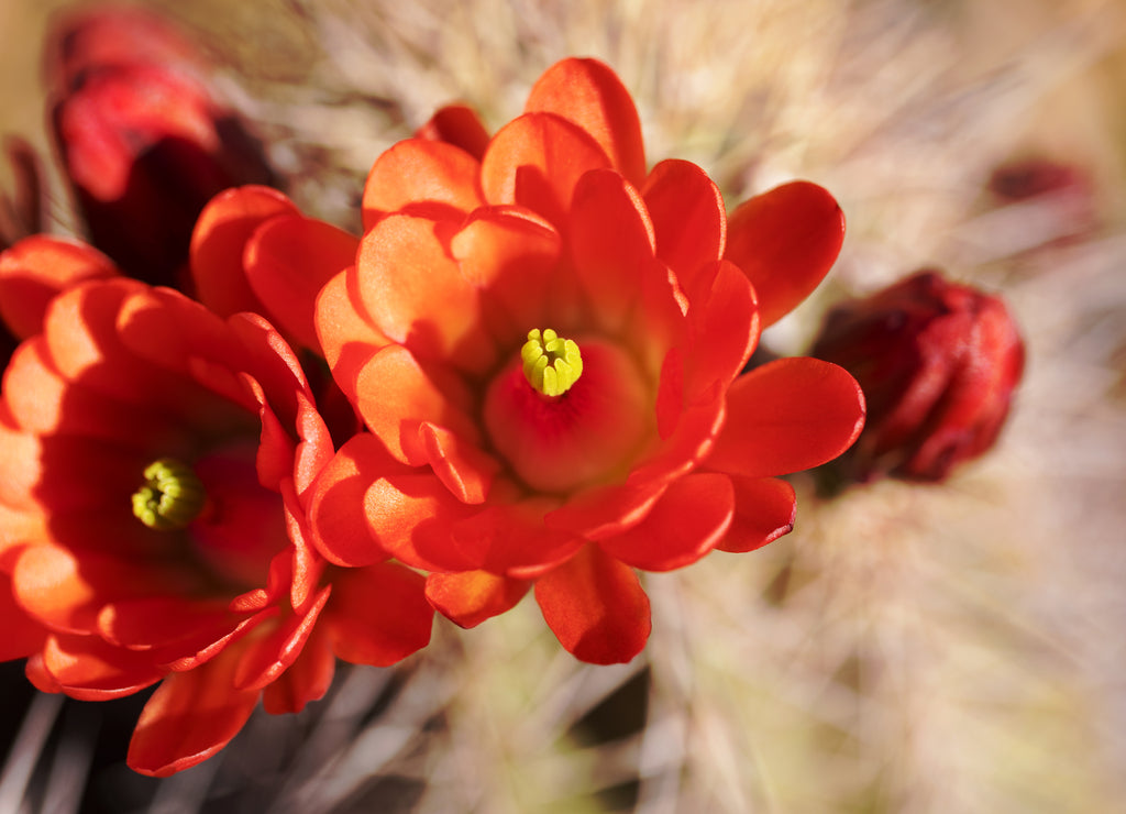 Hedgehog cactus flowers are a spring desert delight in arid Arizona in American Southwest region