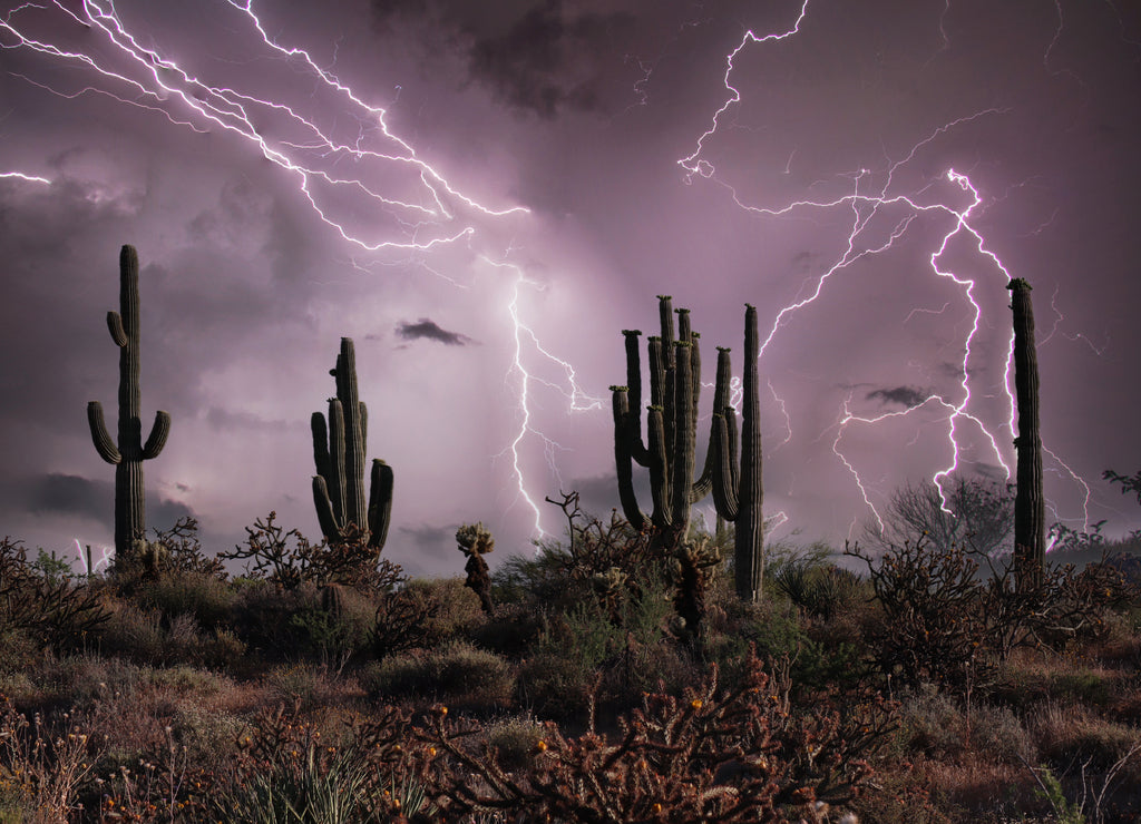 Saguaro Silhouette in Lighting Storm in Phoenix Arizona with a Purple Sky