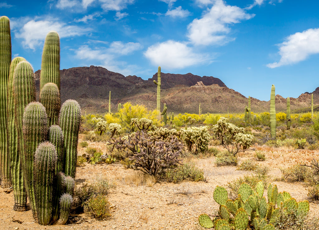 Arizona Desert Landscape